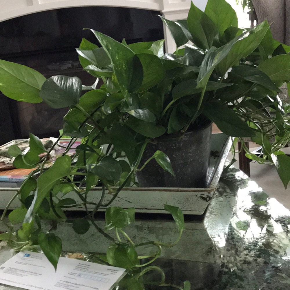 Meet your Posher, Lynn